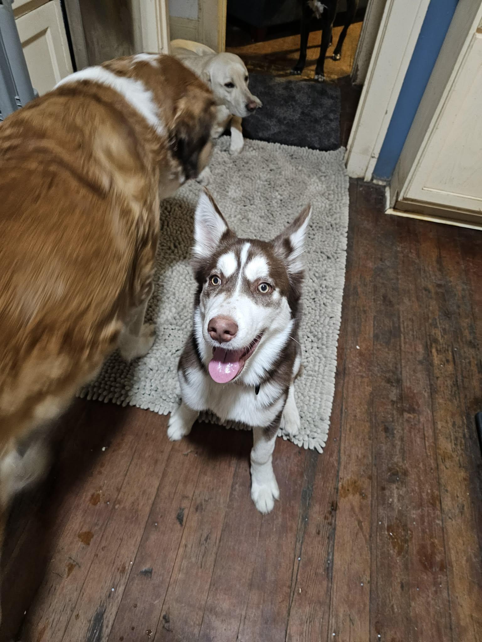 S'mores the Husky Pup, an adopted Siberian Husky in Muskego, WI image 6/6
