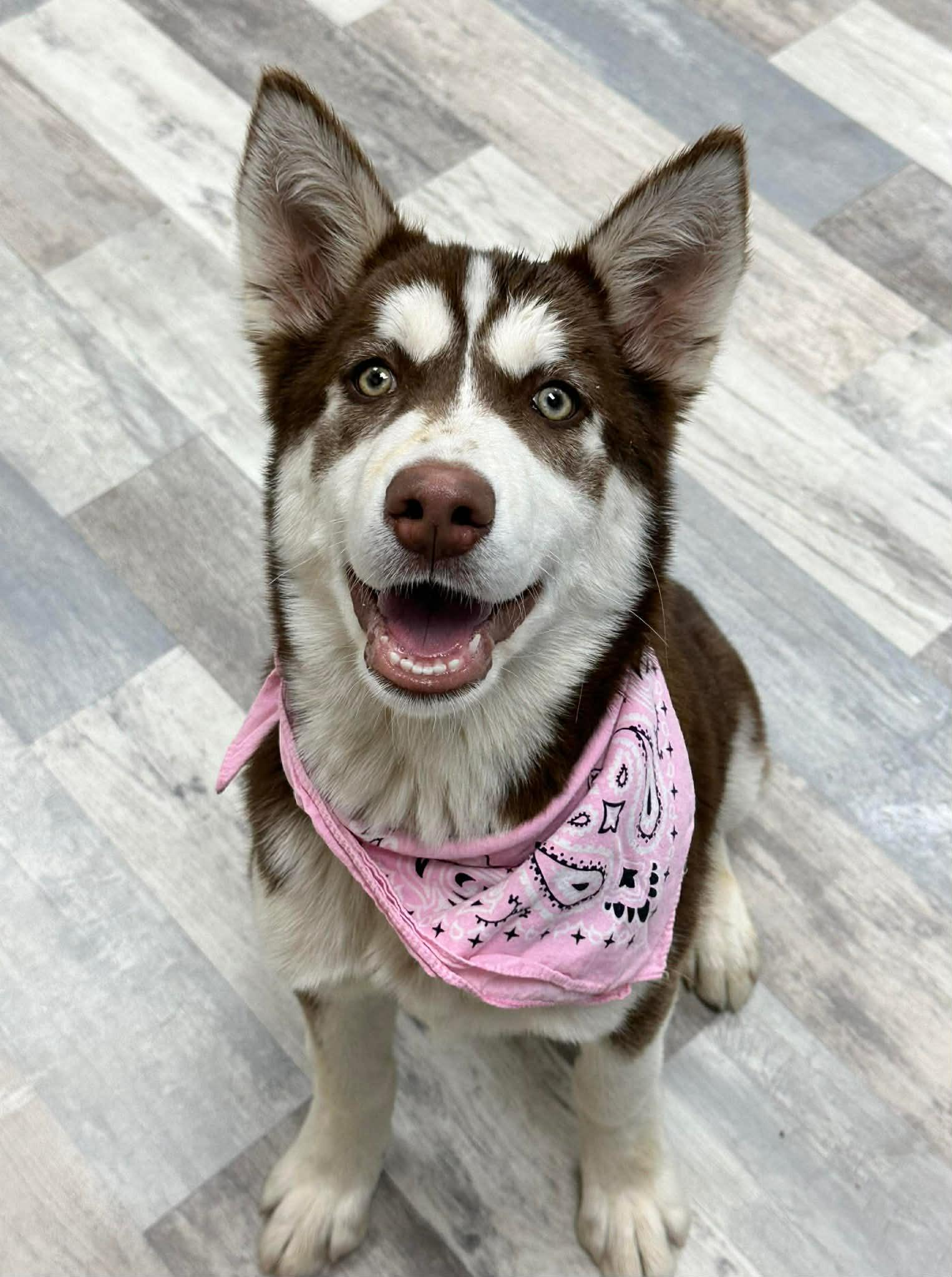 S'mores the Husky Pup, an adopted Siberian Husky in Muskego, WI image 4/6