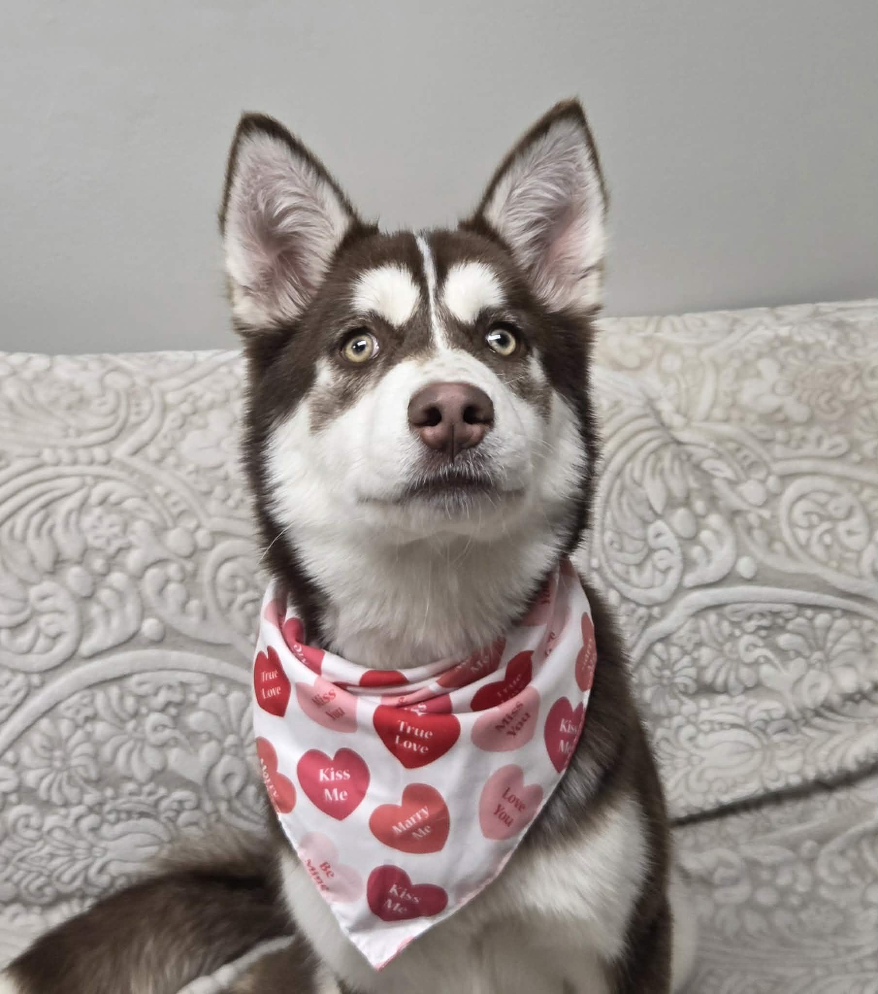 S'mores the Husky Pup, an adopted Siberian Husky in Muskego, WI image 3/6
