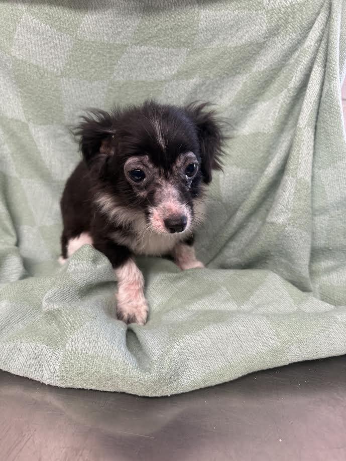 Enlarge Cookie, a ADOPTABLE mixed breed in Oakdale, CA image 1/1