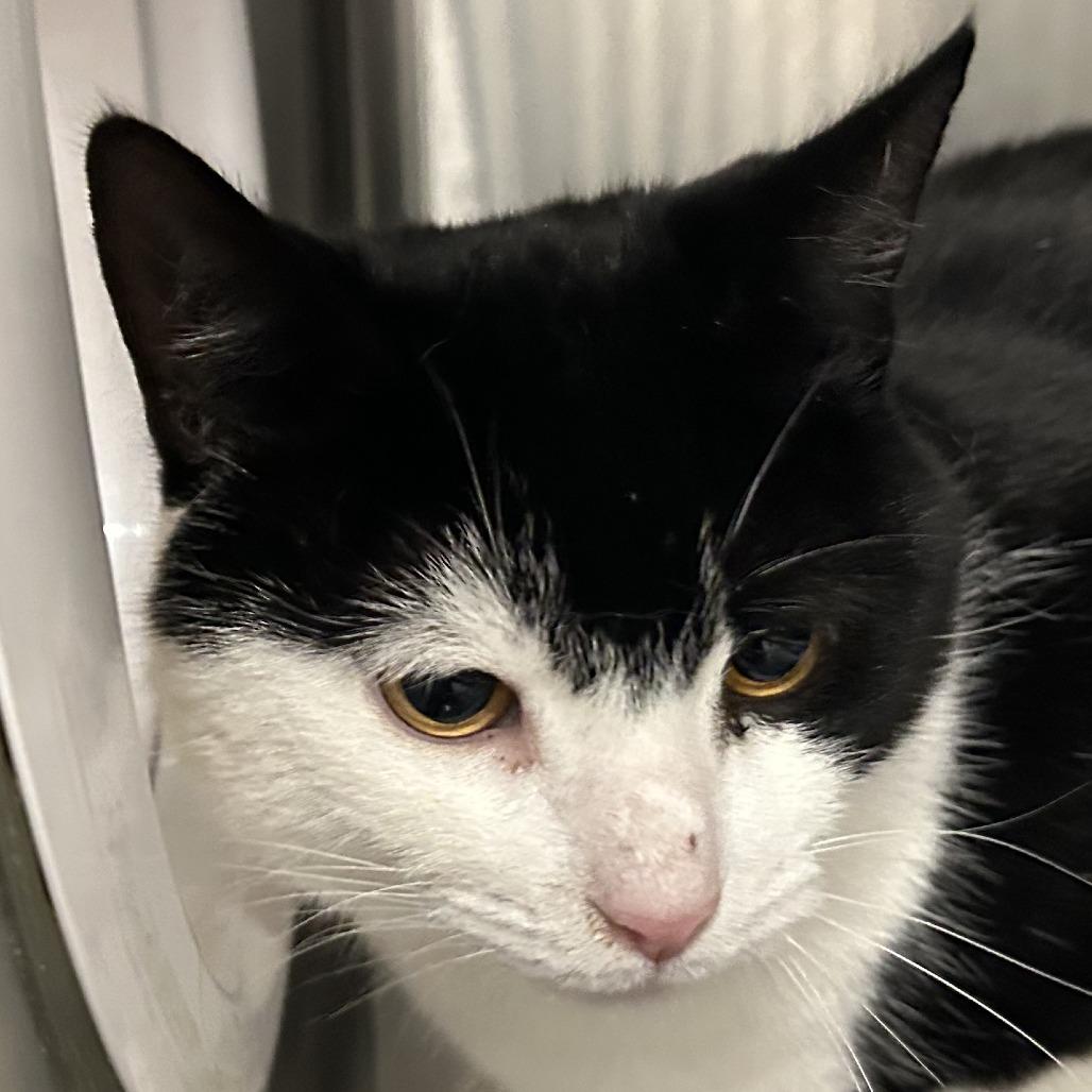 Enlarge Nugget, an adopted Domestic Short Hair in Chicago, IL image 1/1