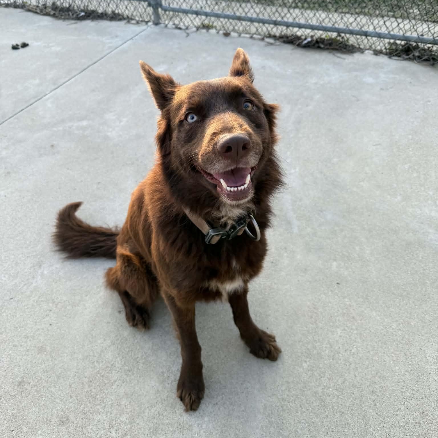 Enlarge Everest, a ADOPTABLE mixed breed in Martinsville, IN image 3/4