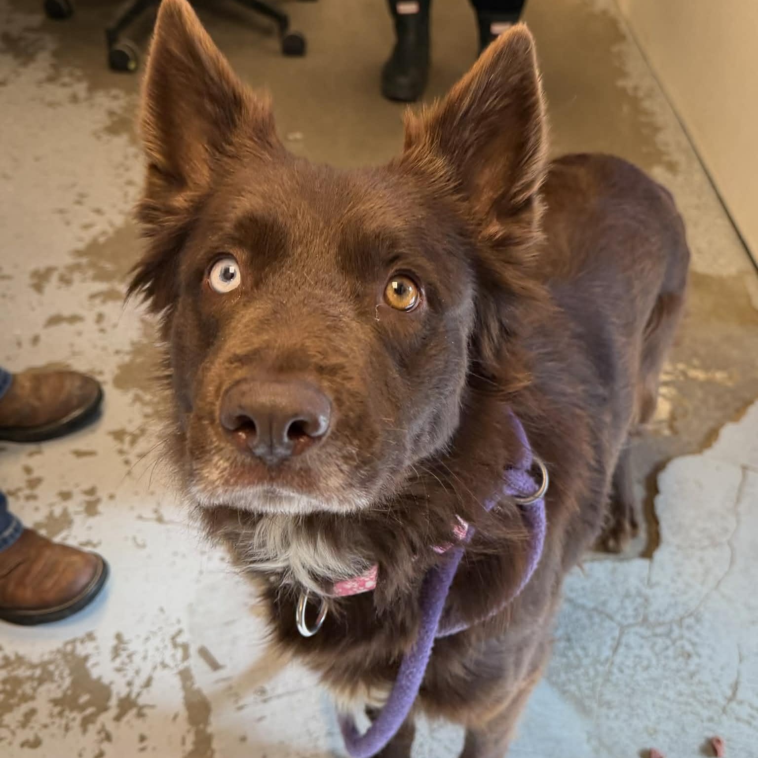 Enlarge Everest, a ADOPTABLE mixed breed in Martinsville, IN image 2/4