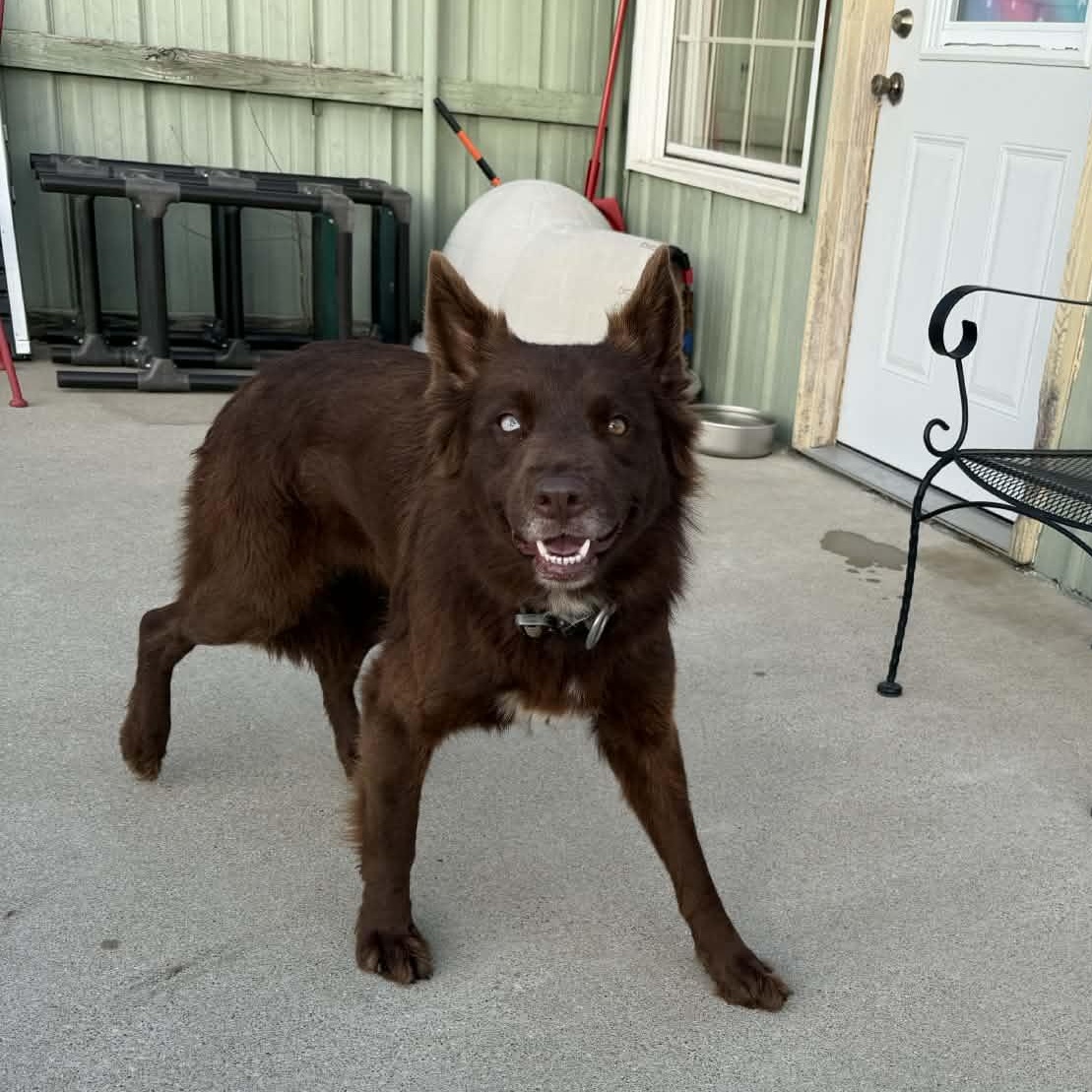 Enlarge Everest, a ADOPTABLE mixed breed in Martinsville, IN image 4/4