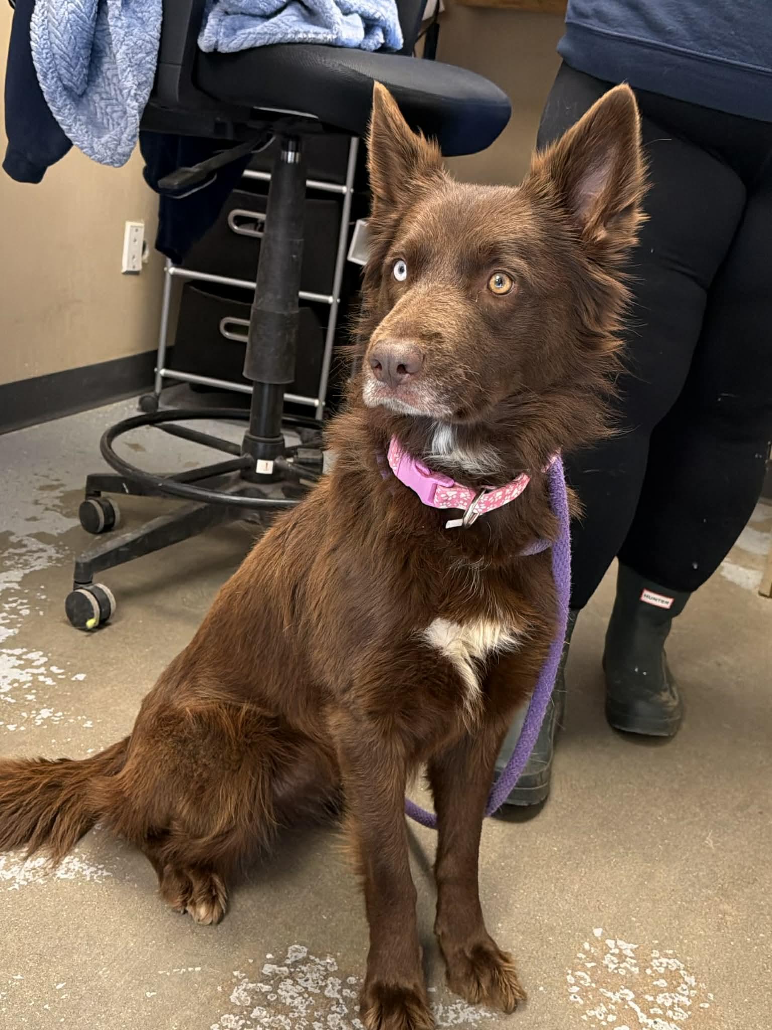 Enlarge Everest, a ADOPTABLE mixed breed in Martinsville, IN image 1/4