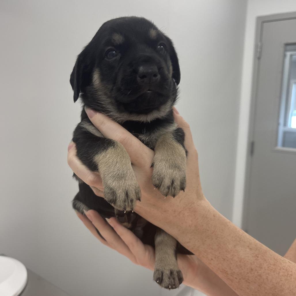Enlarge Susie, a Adopted Mixed Breed in Winston Salem, NC image 5/6