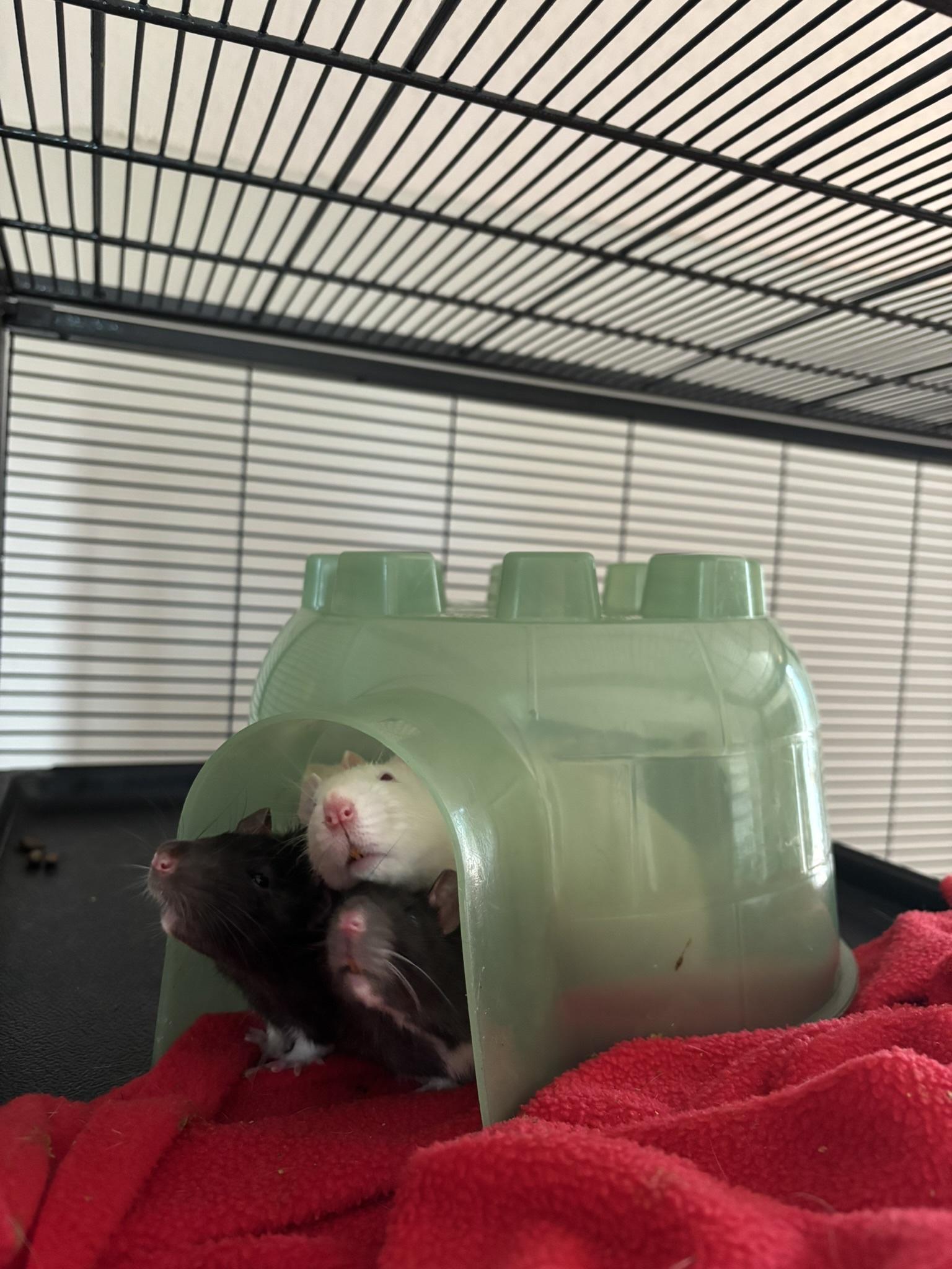 Egg, adoptable, Adult Male Rat.