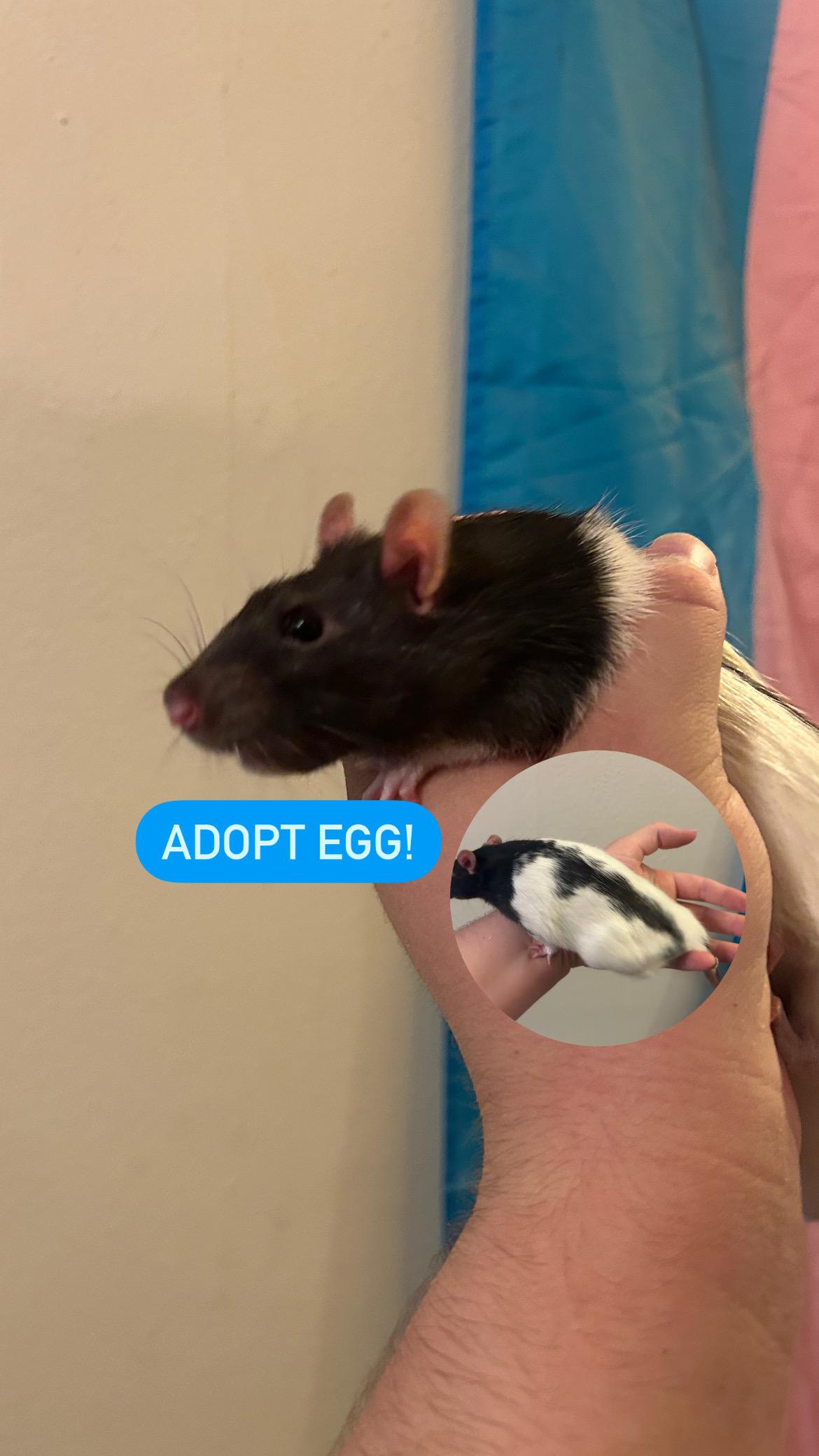 Enlarge Egg, an adoptable Rat in Saint Paul, MN image 2/3