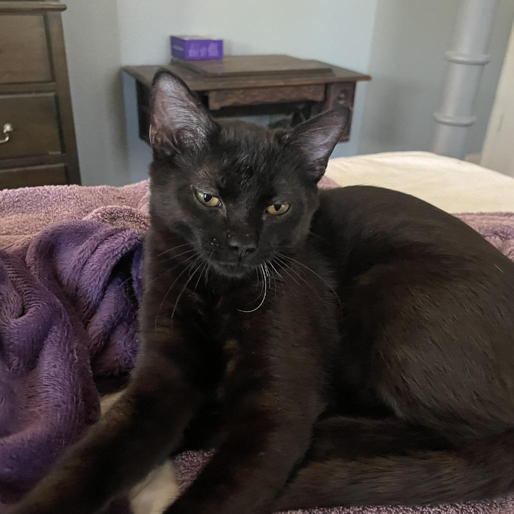 Enlarge Sharpie, a Adoptable Domestic Short Hair in Flower Mound, TX image 1/6