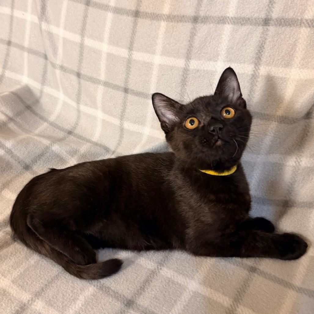 Enlarge Sharpie, a Adoptable Domestic Short Hair in Flower Mound, TX image 2/6
