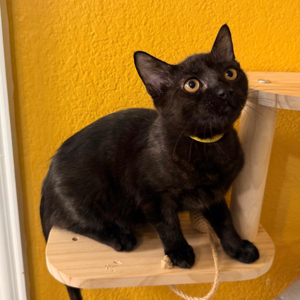 Enlarge Sharpie, a Adoptable Domestic Short Hair in Flower Mound, TX image 3/6