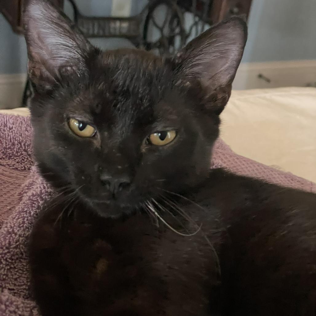 Enlarge Sharpie, a Adoptable Domestic Short Hair in Flower Mound, TX image 5/6