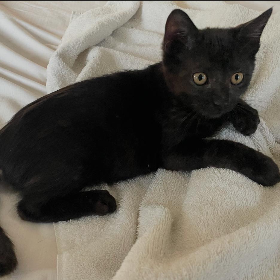 Enlarge Sharpie, a Adoptable Domestic Short Hair in Flower Mound, TX image 6/6