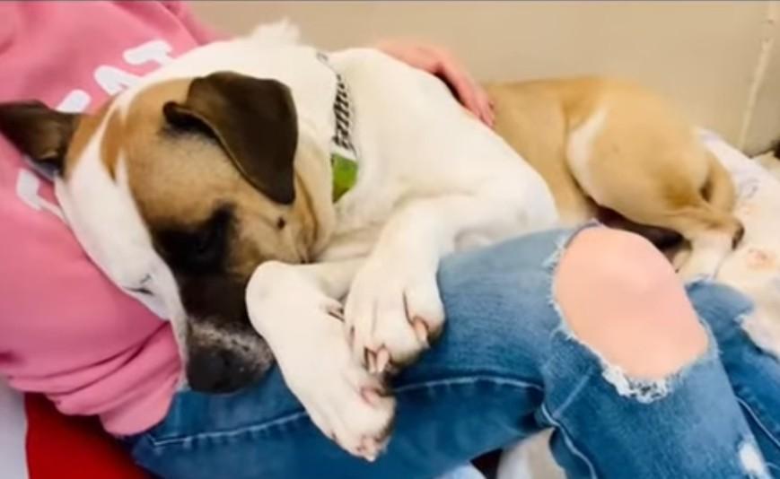 Enlarge CHICO, a ADOPTABLE mixed breed in Coudersport, PA image 1/2