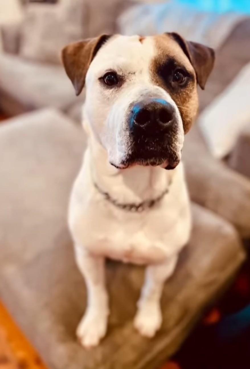 CHICO, ADOPTABLE, Adult Male Pit Bull Terrier.