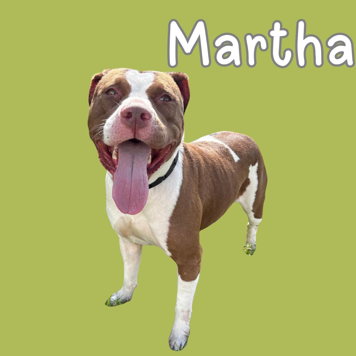 Martha, ADOPTABLE, Adult Female Pit Bull Terrier.
