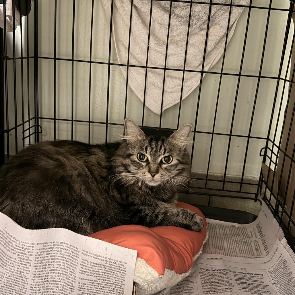 Squatter's Rights, ADOPTABLE, Adult Female Domestic Medium Hair.