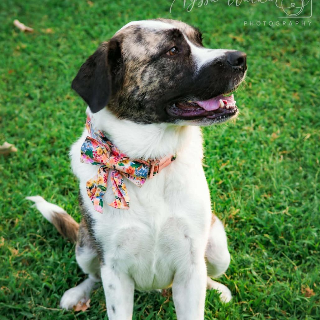 Enlarge Maple Bacon, a Adoptable mixed breed in Sauk Rapids, MN image 1/2