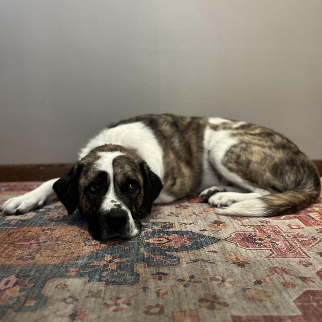 Maple Bacon, Adoptable, Adult Female Terrier & Mixed Breed.