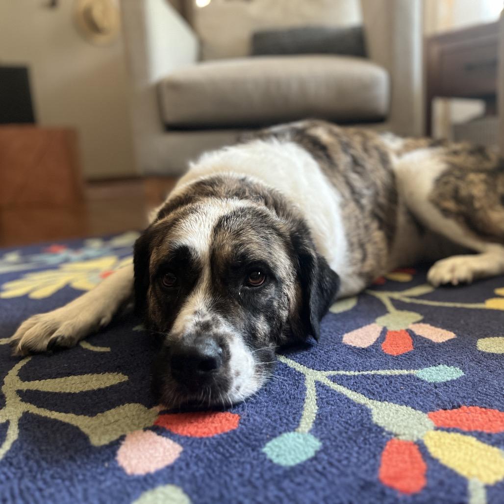 Enlarge Maple Bacon, a Adoptable mixed breed in Sauk Rapids, MN image 2/6