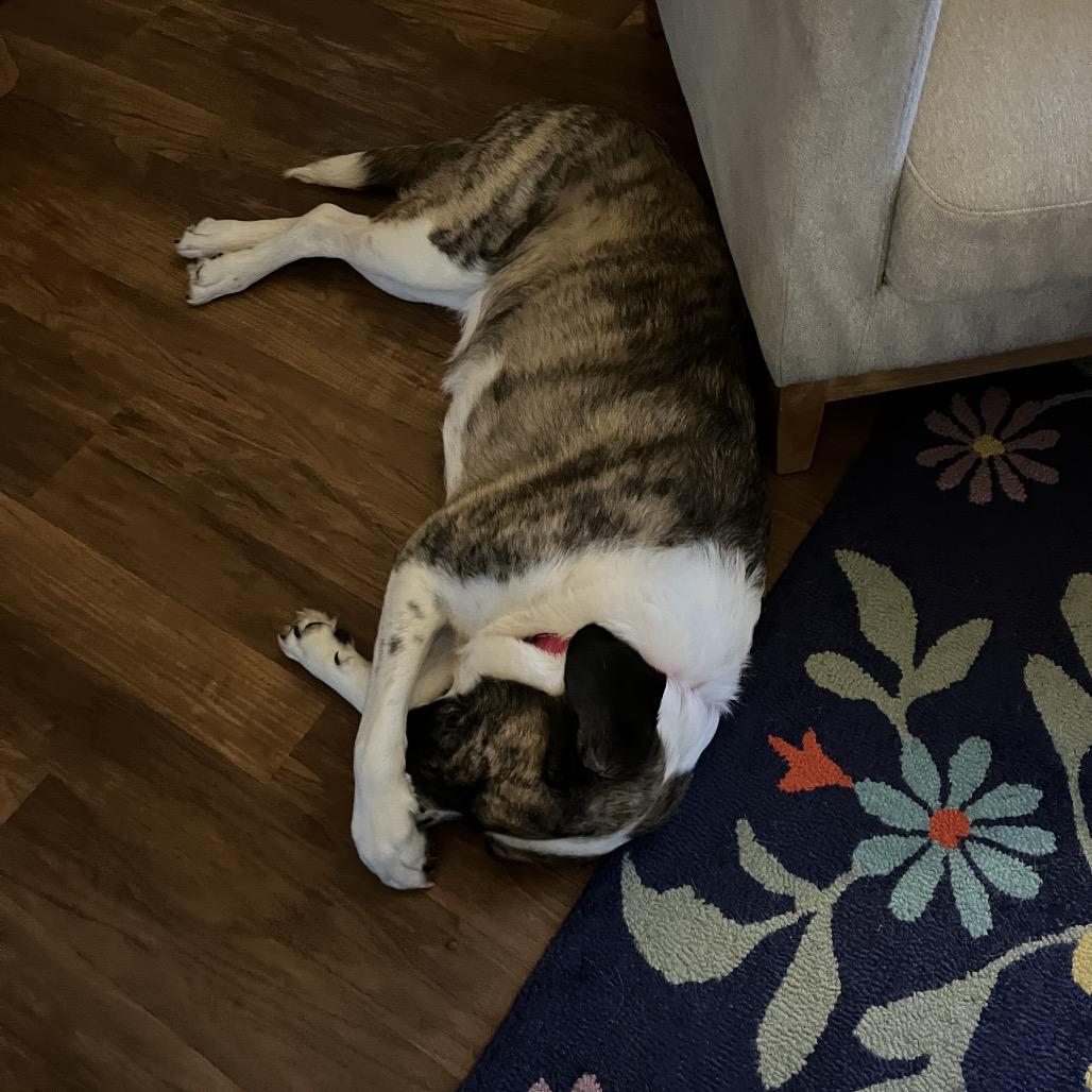 Enlarge Maple Bacon, a Adoptable mixed breed in Waite Park, MN image 4/6