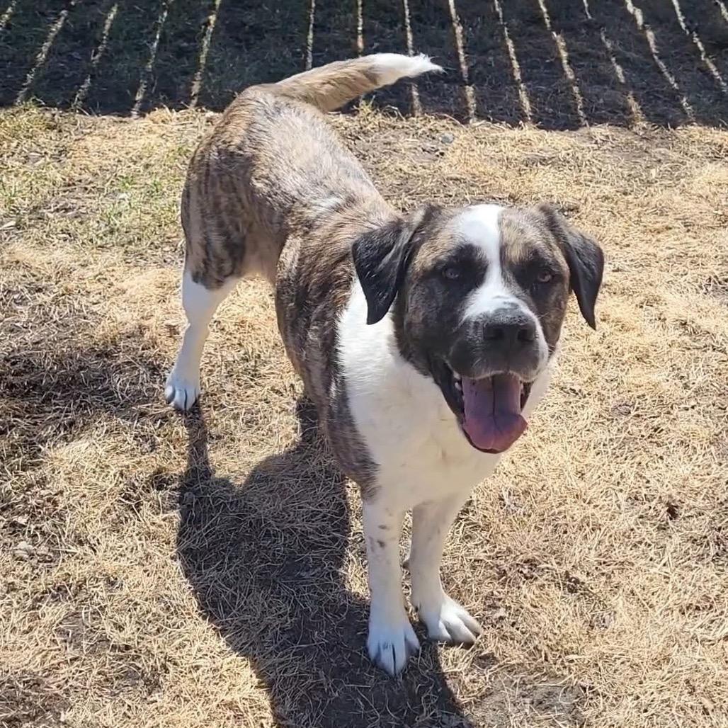 Enlarge Maple Bacon, a Adoptable mixed breed in Sauk Rapids, MN image 3/5