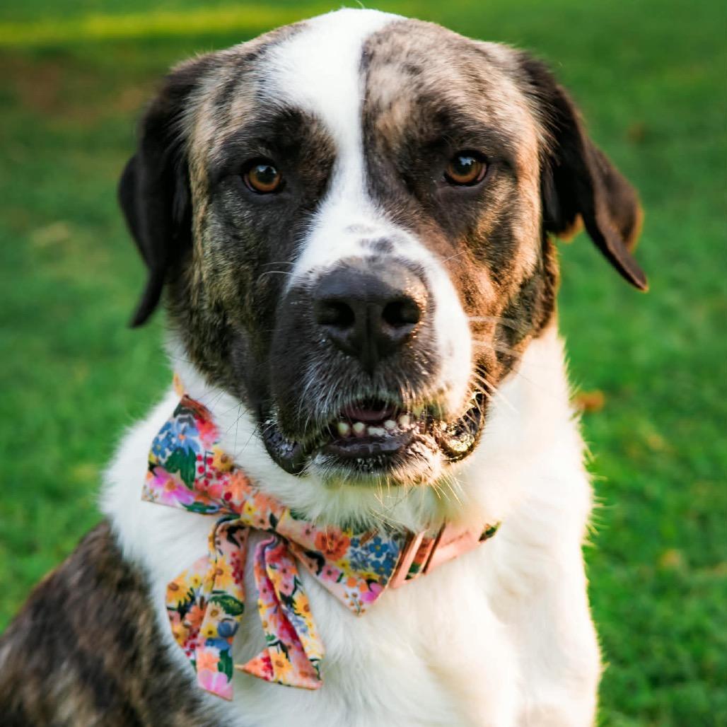 Enlarge Maple Bacon, a Adoptable mixed breed in Sauk Rapids, MN image 2/2