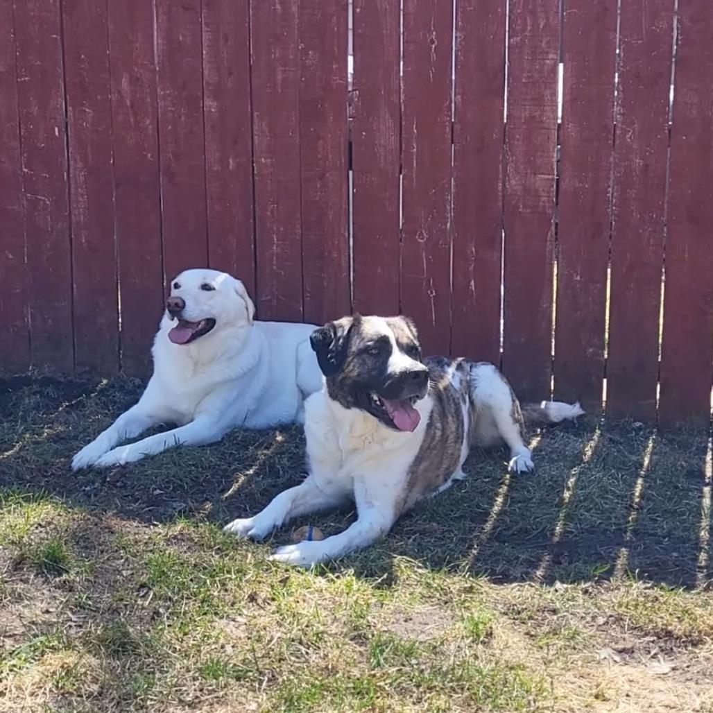 Enlarge Maple Bacon, a Adoptable mixed breed in Sauk Rapids, MN image 4/5