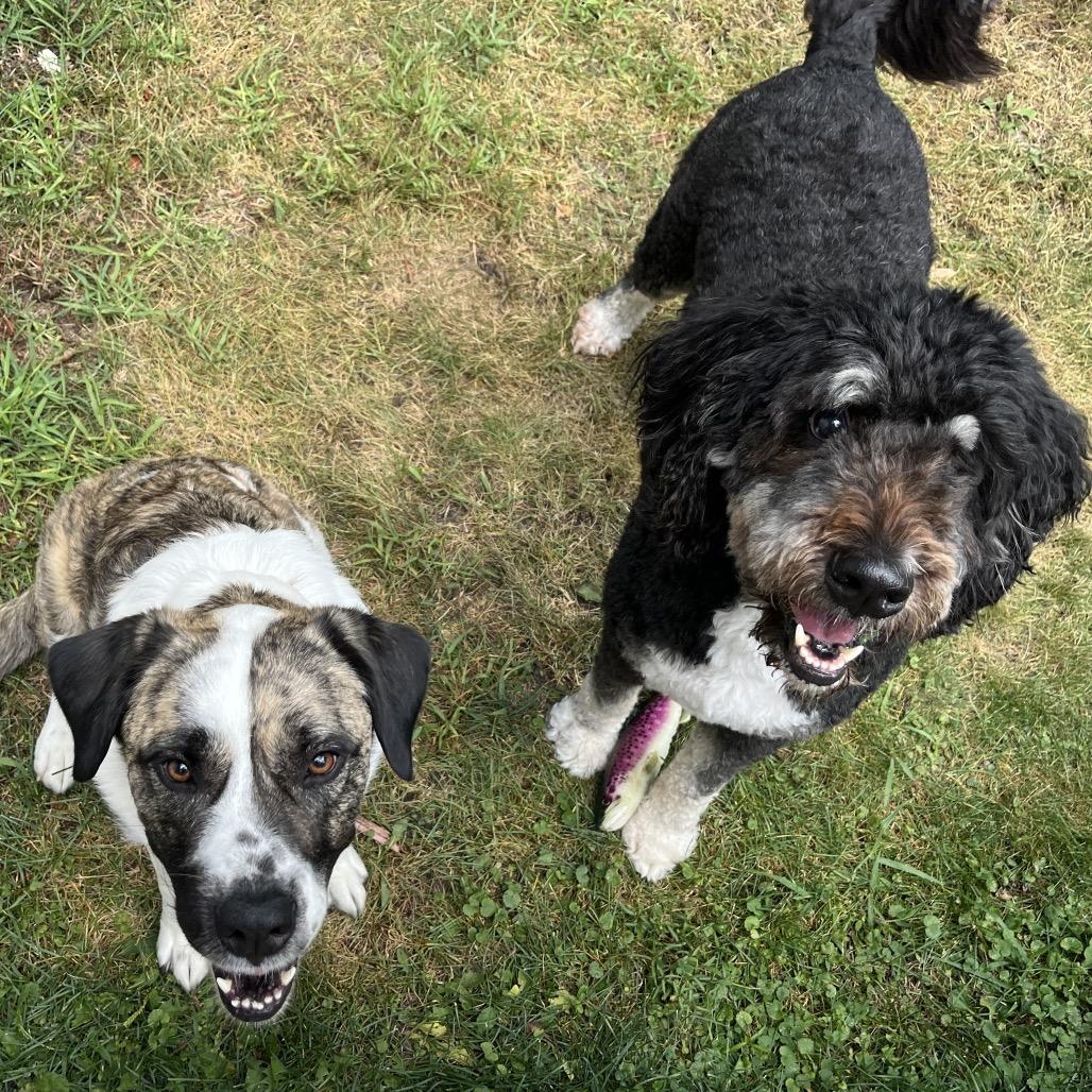 Enlarge Maple Bacon, a Adoptable mixed breed in Waite Park, MN image 6/6