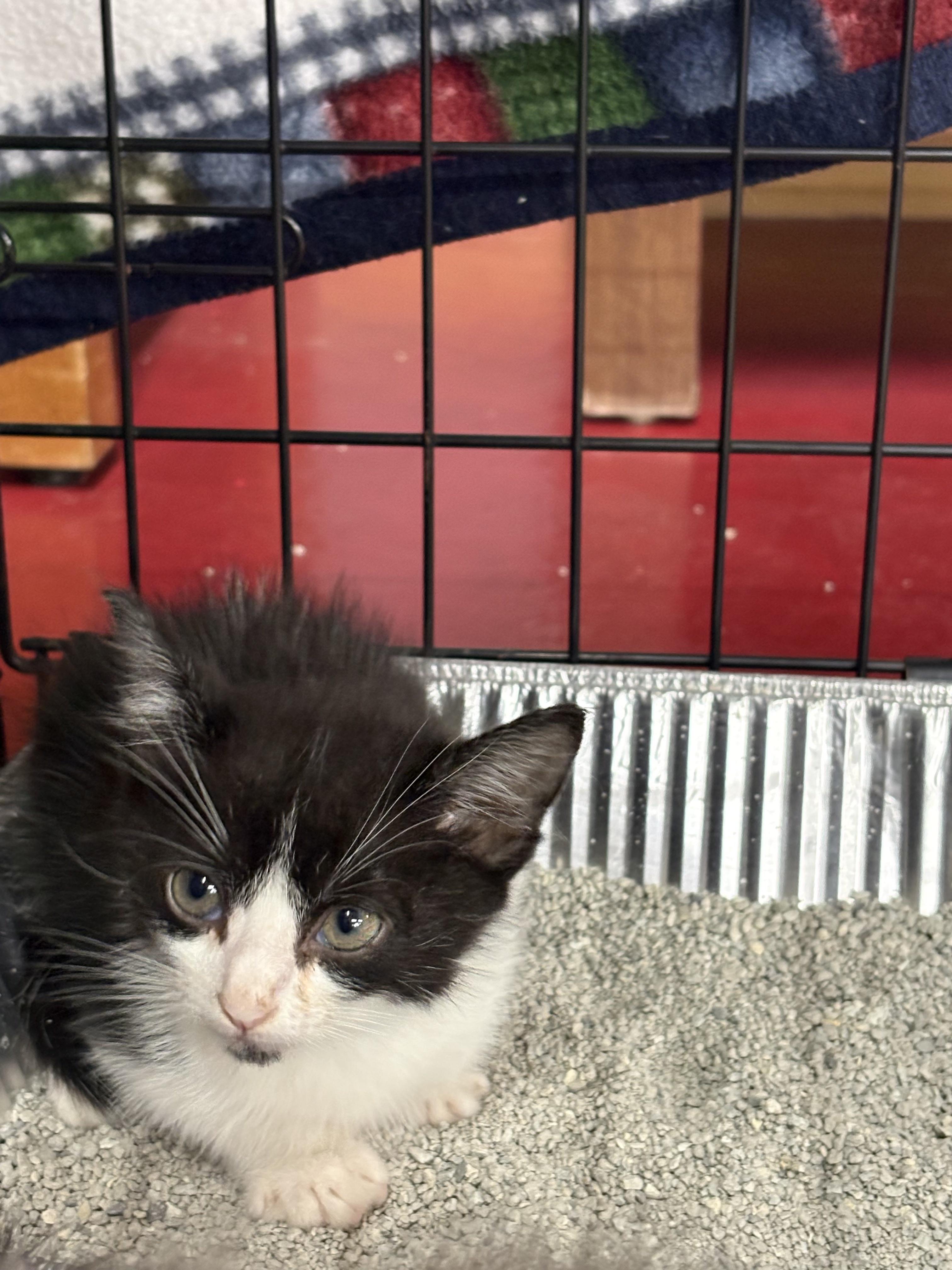 Enlarge Scotty, a Adoptable Domestic Short Hair in Mexico, MO image 1/1