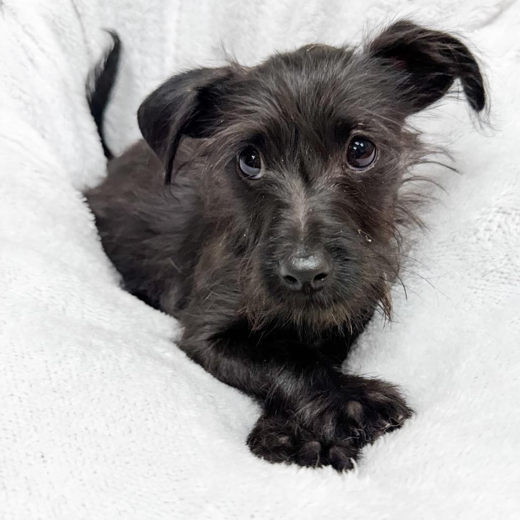 370 (2026) Onyx, Adoptable, Puppy Male Rat Terrier & Chihuahua.