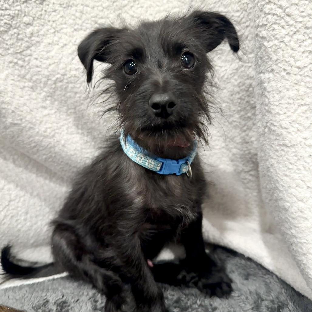 Enlarge 370 (2026) Onyx, a Adoptable mixed breed in Parker, CO image 2/6