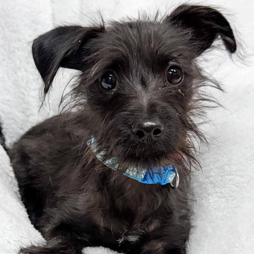 Enlarge 370 (2026) Onyx, a Adoptable mixed breed in Parker, CO image 3/6