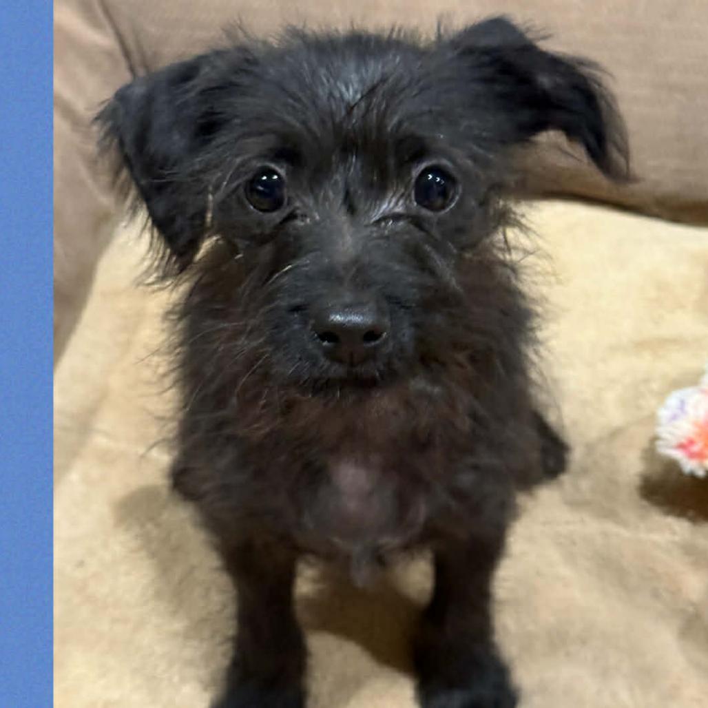 Enlarge 370 (2026) Onyx, a Adoptable mixed breed in Parker, CO image 4/6