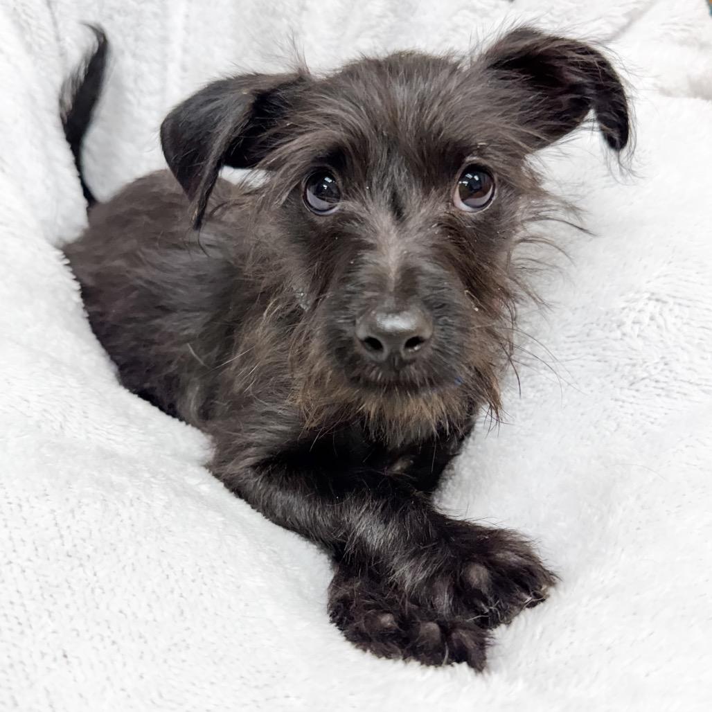 Enlarge 370 (2026) Onyx, a Adoptable mixed breed in Parker, CO image 5/6