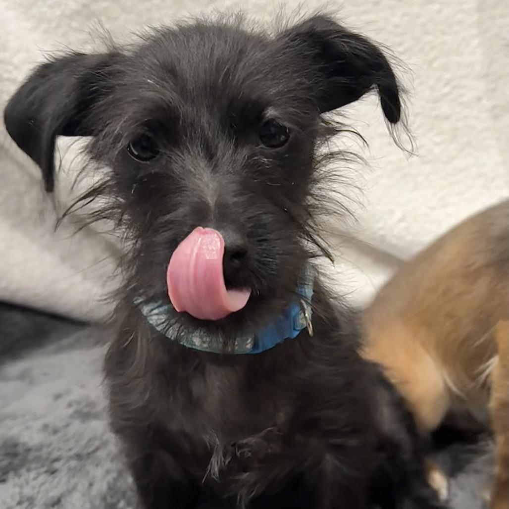 Enlarge 370 (2026) Onyx, a Adoptable mixed breed in Parker, CO image 6/6