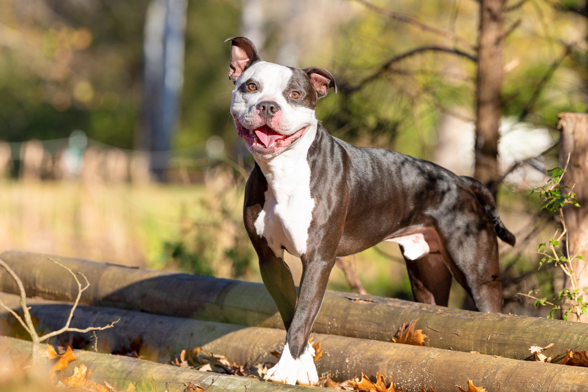 Churchill, a Adoptable American Bully in Des Peres, MO image 2/6
