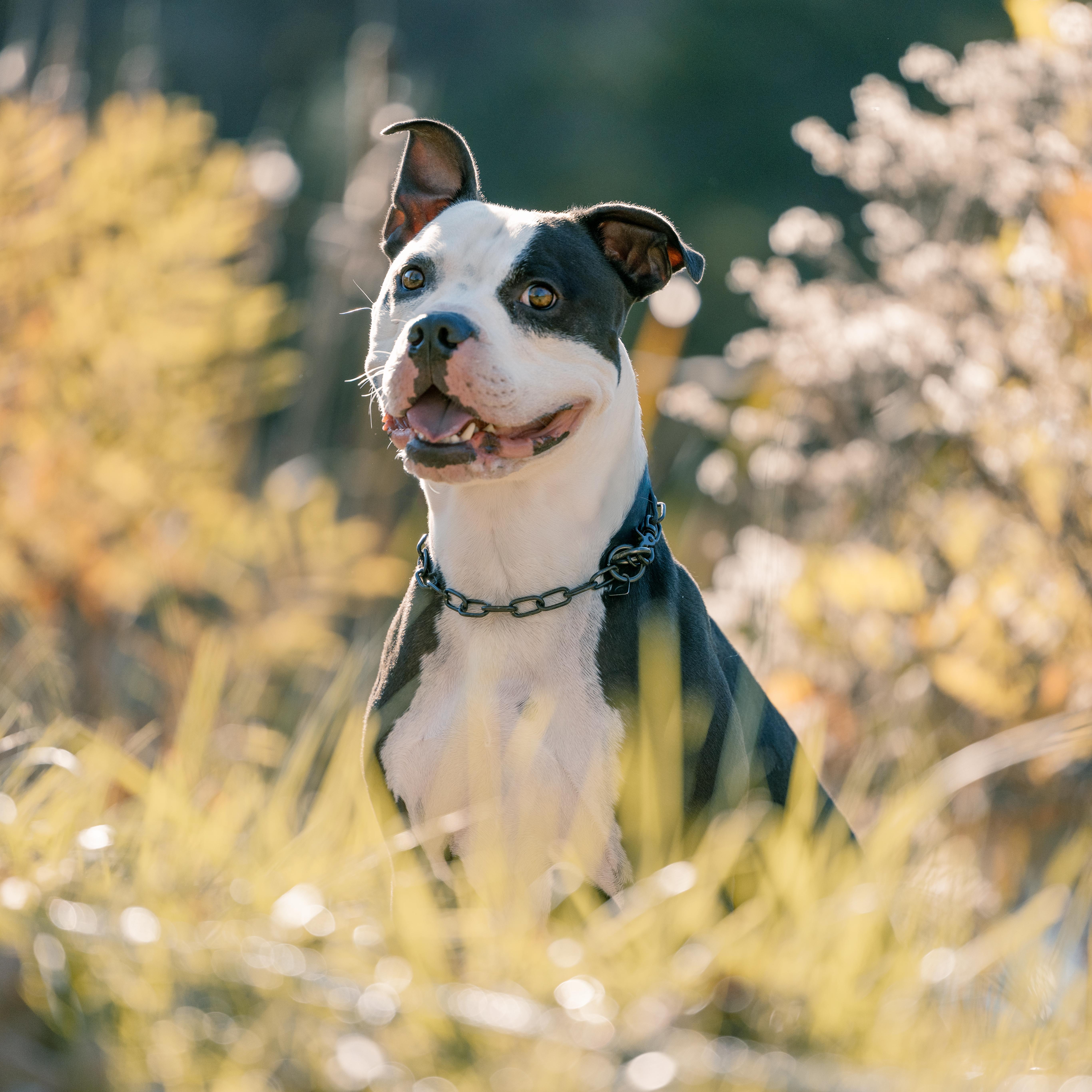 Churchill, a Adoptable American Bully in Des Peres, MO image 3/6