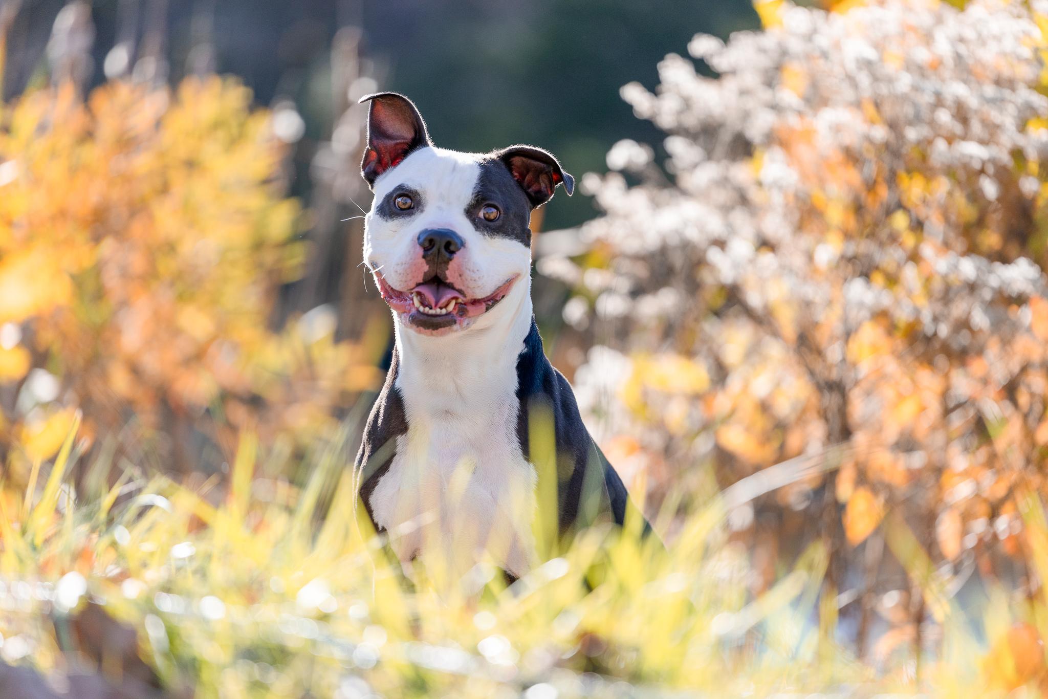 Churchill, a Adoptable American Bully in Des Peres, MO image 1/6