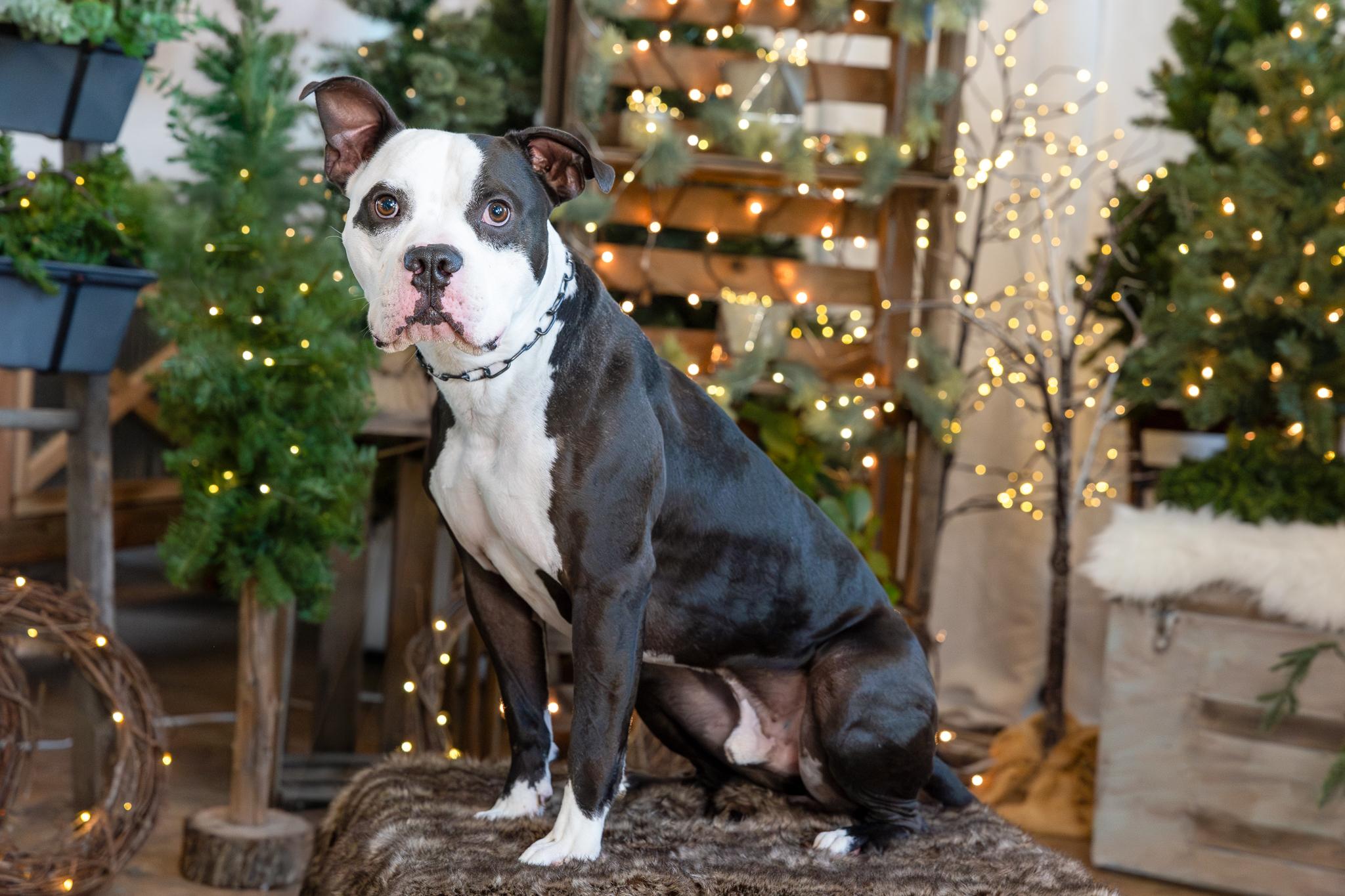 Churchill, a Adoptable American Bully in Des Peres, MO image 4/6