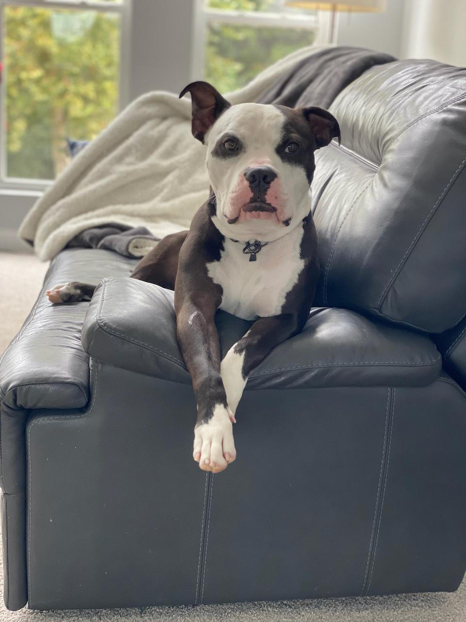 Churchill, a Adoptable American Bully in Des Peres, MO image 5/6