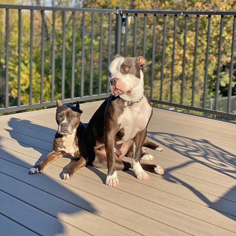 Churchill, a Adoptable American Bully in Des Peres, MO image 6/6