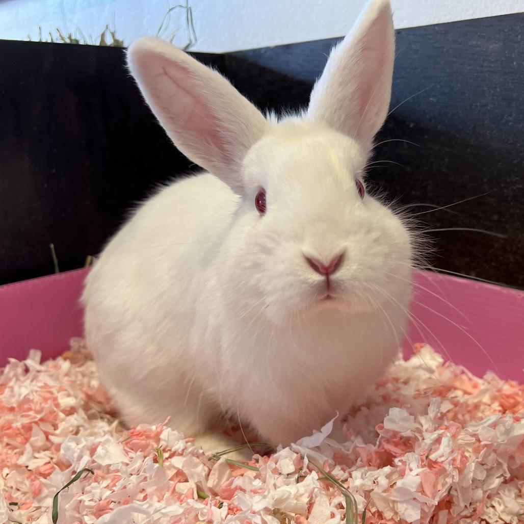 Roger, Adoptable, Young Male Guinea Pig.