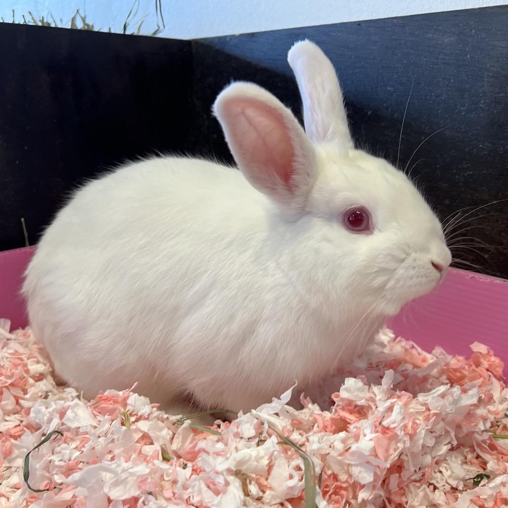 Enlarge Roger, a other Guinea Pig in Newberg, OR image 2/2