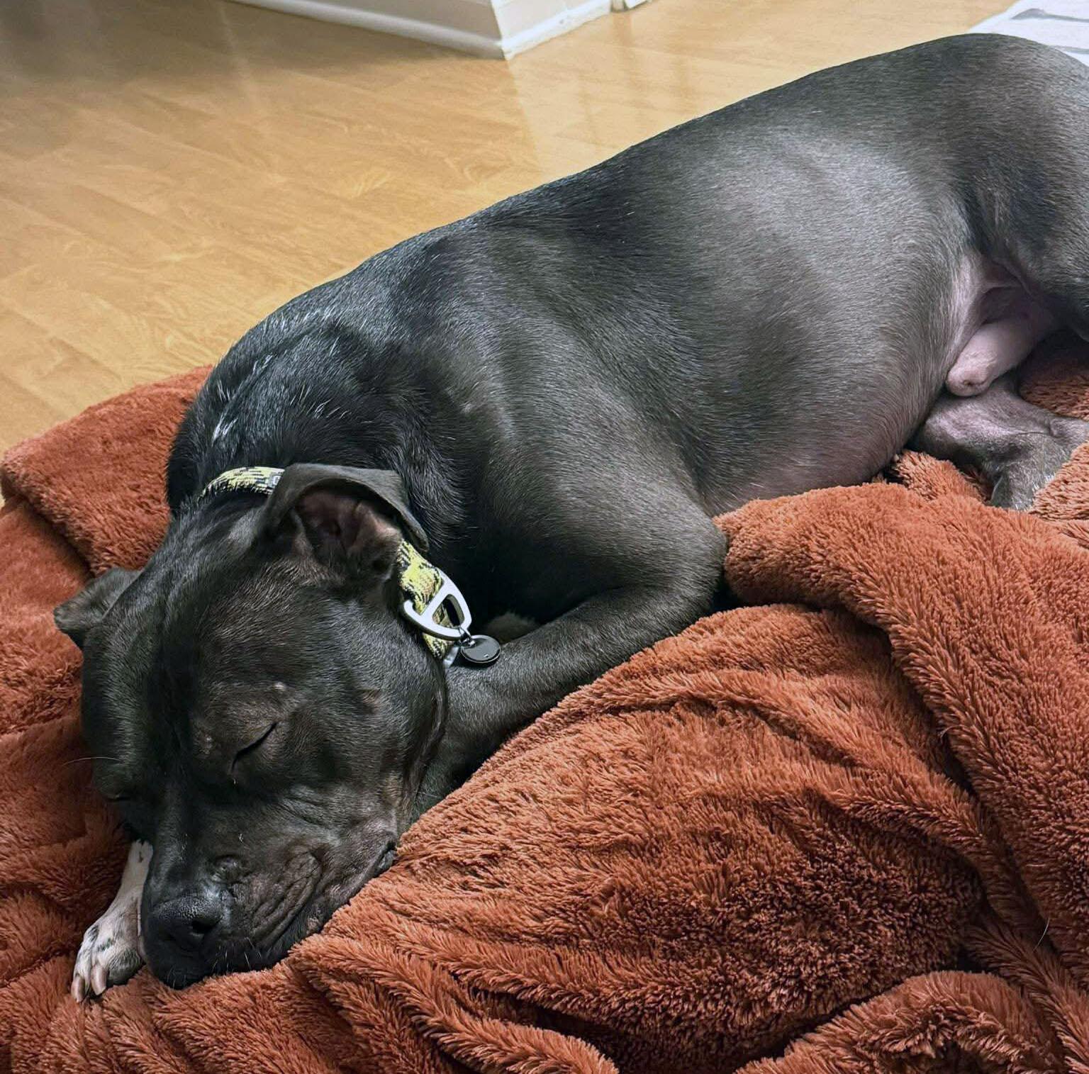 Enlarge Otis (AO33520), a Adoptable mixed breed in Kansas City, KS image 2/6