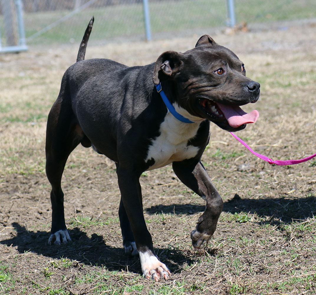 Otis (AO33520), a Adoptable mixed breed in Kansas City, KS image 4/6