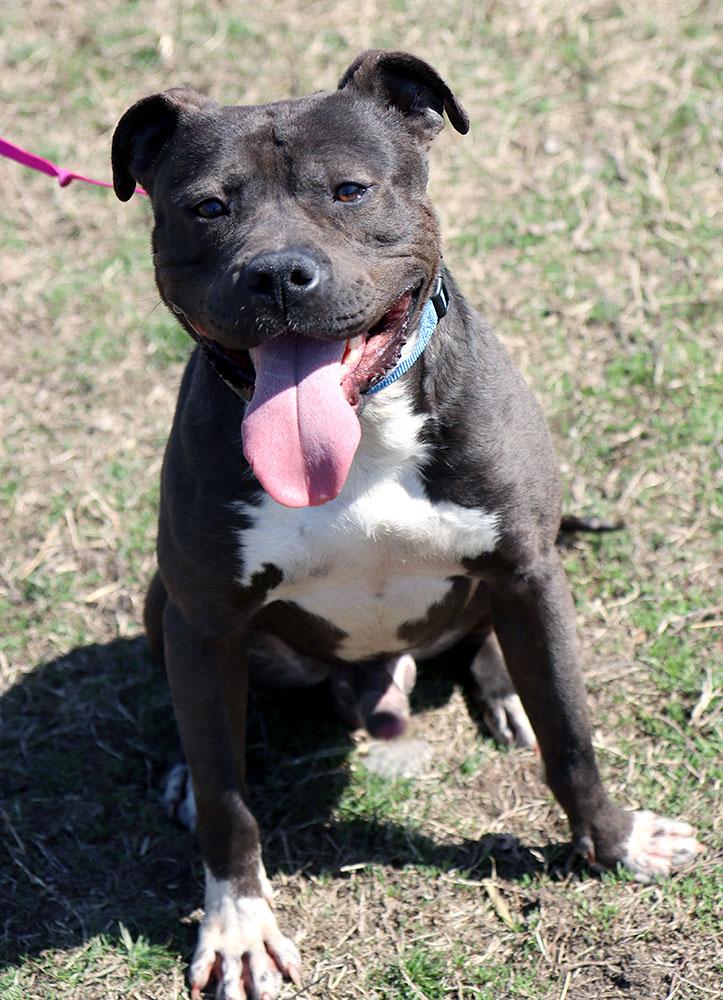 Otis (AO33520), a Adoptable mixed breed in Kansas City, KS image 3/6