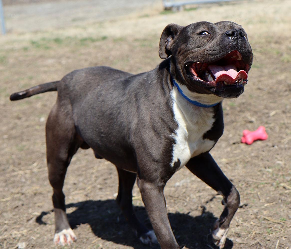 Otis (AO33520), a Adoptable mixed breed in Kansas City, KS image 2/6