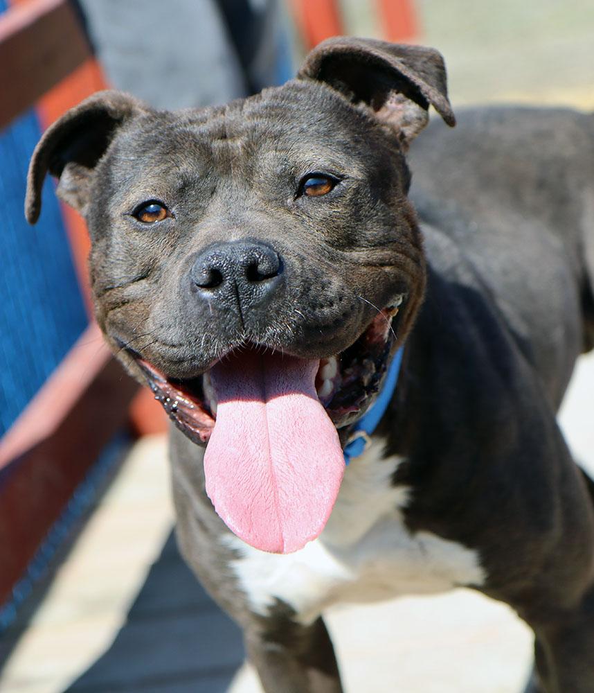 Otis (AO33520), a Adoptable mixed breed in Kansas City, KS image 6/6