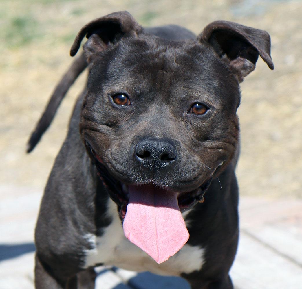 Otis (AO33520), a Adoptable mixed breed in Kansas City, KS image 5/6